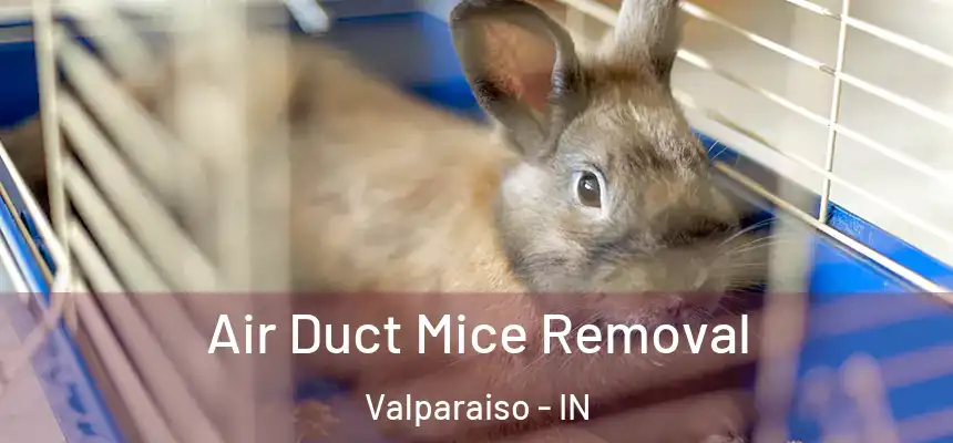  Air Duct Mice Removal Valparaiso - IN